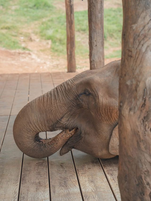 【タイ🇹🇭】世界でここだけ？！ゾウさんと遊べるカフェ！