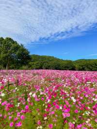 見渡す限りコスモスで埋め尽くされた絶景は何回見ても感動、しまばら火張山花公園