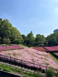 〜神奈川県〜超穴場スポット！関東最大！絶景すぎるつつじ畑🌸