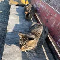 福岡にある猫天国な島