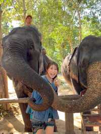 【🇱🇦ラオス】ルアンパバーンで絶対やりたい事❣️象使いのライセンス取得ツアー🐘