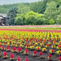 富良野富田農場-參觀彩虹般夢幻的拼布花田，北海道必到景點