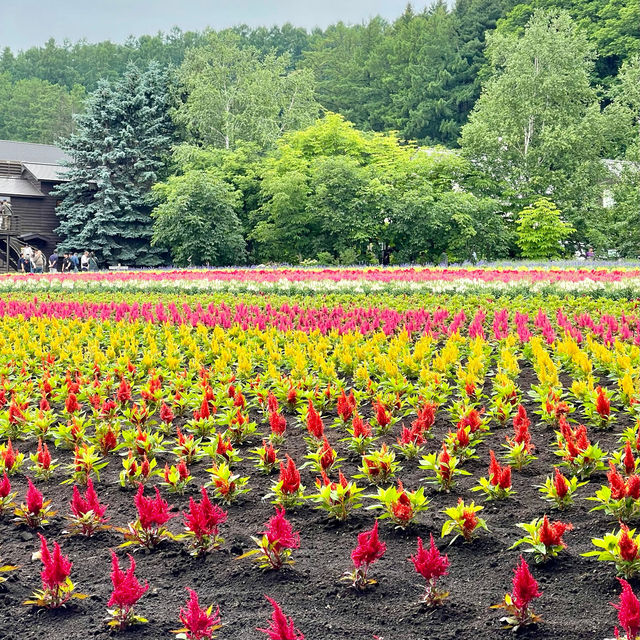 富良野富田農場-參觀彩虹般夢幻的拼布花田，北海道必到景點