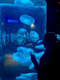 The largest aquarium in Cape Town 🇿🇦
