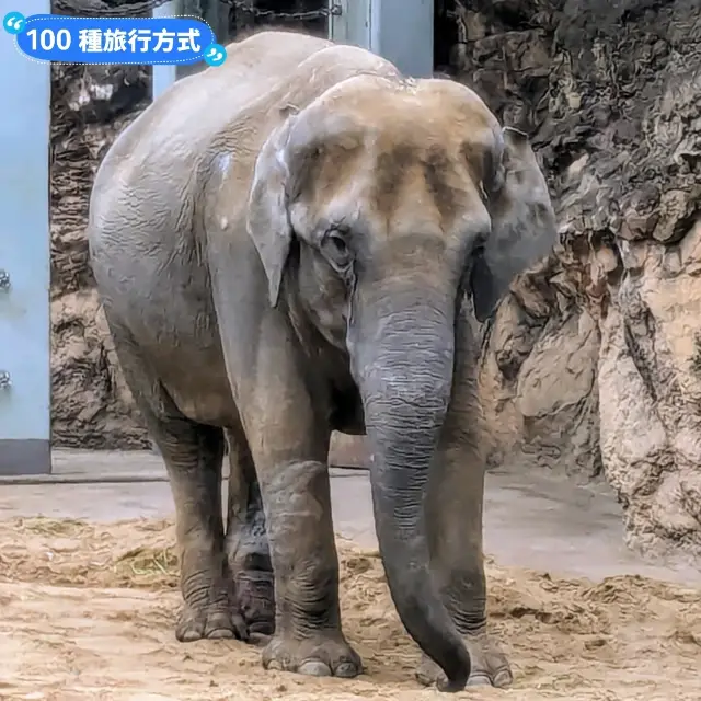 日本東京-大人小孩都喜歡的動物明星：上野動物園