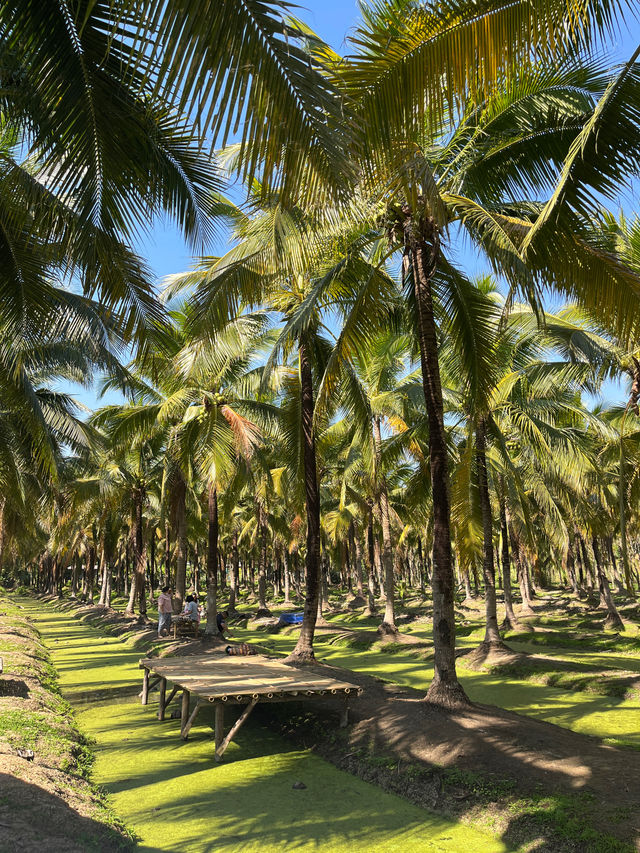 이런 숲 본적있어? 태국 코코아나무 숲🌴