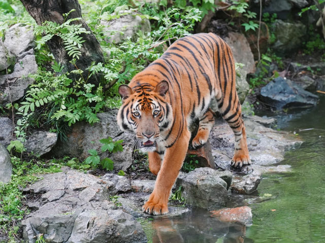 《動物園》【上海動物園】環境優美,攝影愛好者必去! 《動物園》【上海動物園】環境優美,攝影愛好者必去!