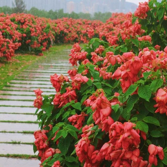 深圳-流花山公園 賞花遊