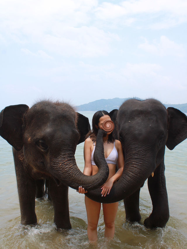 【タイ/プーケット 】ゾウとふれあおう！🐘