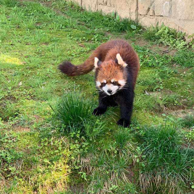 和歌山城公園動物園：親近自然的樂趣🦁🏰🌳