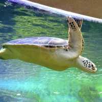 🌎廣州動物園～可愛動物世界🌎