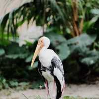 上野動物園簡～親親可愛動物