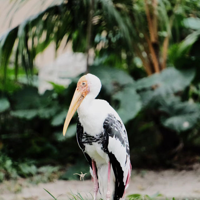 上野動物園簡～親親可愛動物