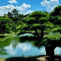 花田苑：鳥語花香的日本庭院夢🌸🐟