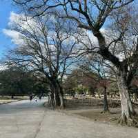 Nara Park: A Journey Through Japan’s Ancient Heart