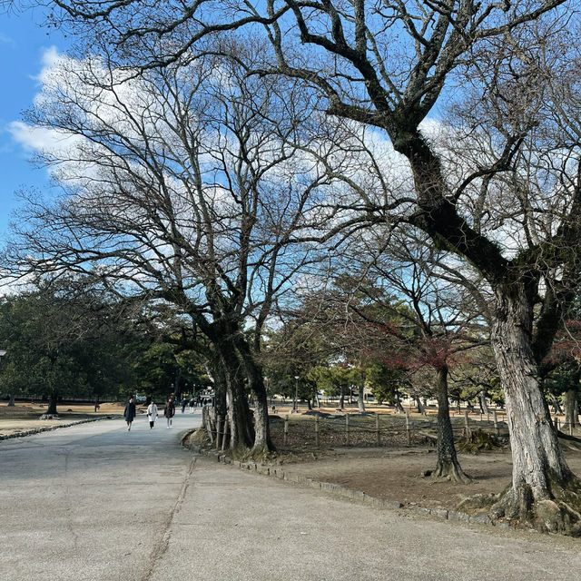 Nara Park: A Journey Through Japan’s Ancient Heart
