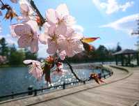 【常磐公園:北海道旭川市】四季折々に楽しめる公園🌳