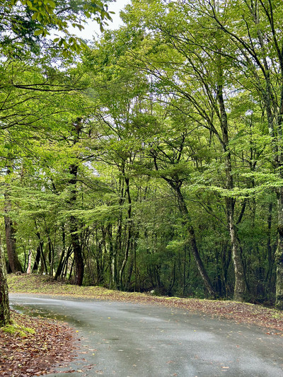 Amazing Road Trip to Aokigahara Forest 🚙 | Trip.com