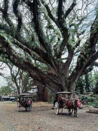 De Djawatan Forest