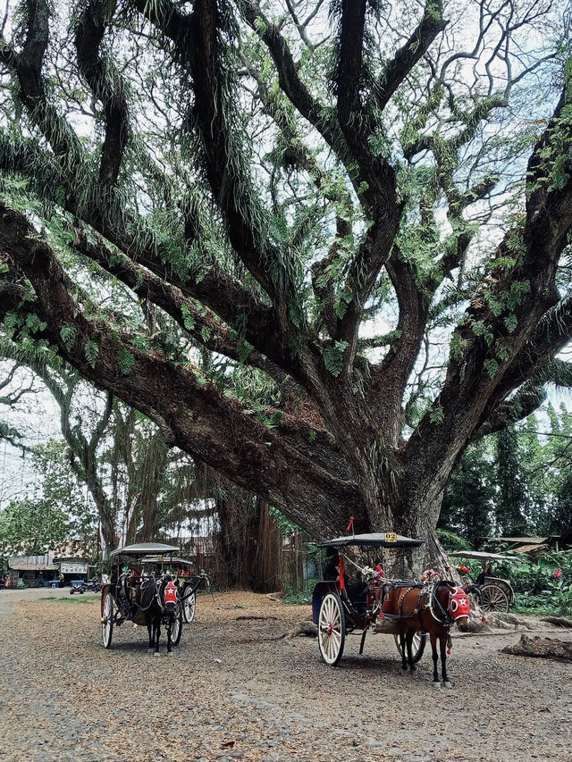 De Djawatan Forest