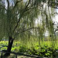 上野公園必到的求財聖地｜不忍池弁天宮