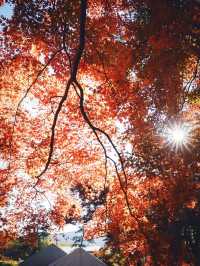 【京都の紅葉スポット】京都　高雄　高山寺