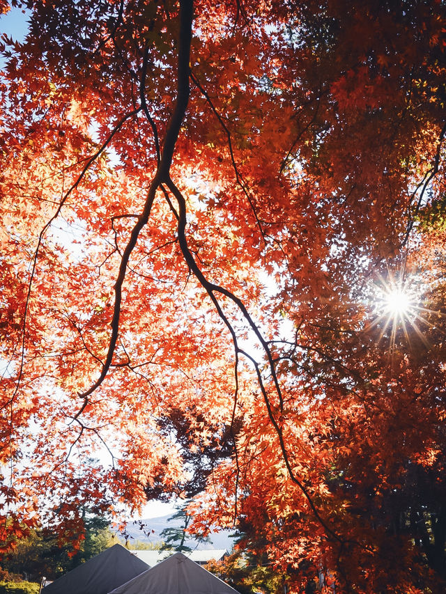 【京都の紅葉スポット】京都　高雄　高山寺