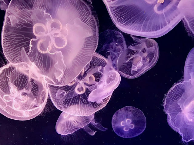 海洋世界海之中道-福岡最受歡迎的的海洋世界與水族館