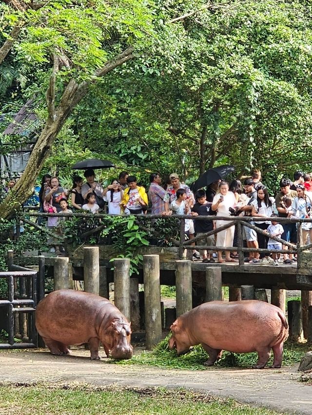 สวนสัตว์เปิดเขาเขียว
