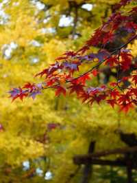 【東京 自由が丘】紅葉絶景スポットと古民家カフェ