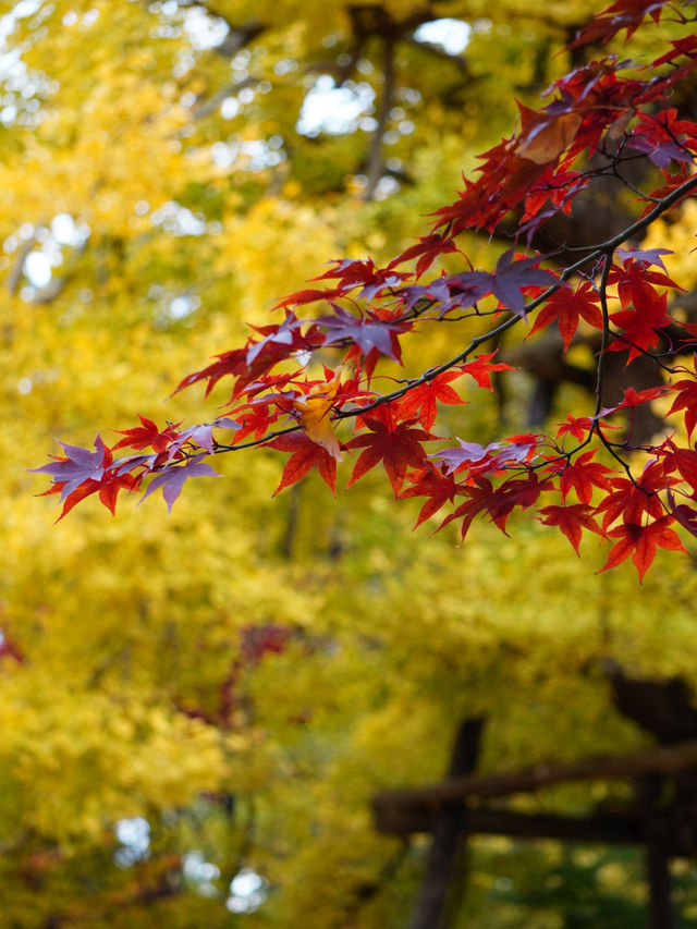 【東京 自由が丘】紅葉絶景スポットと古民家カフェ