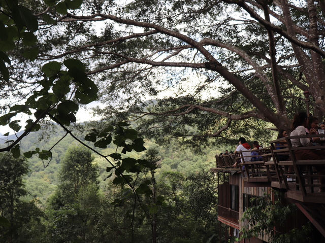 รับลมชมวิว จิบกาแฟ บนต้นไม้ใหญ่ 🌳☕️