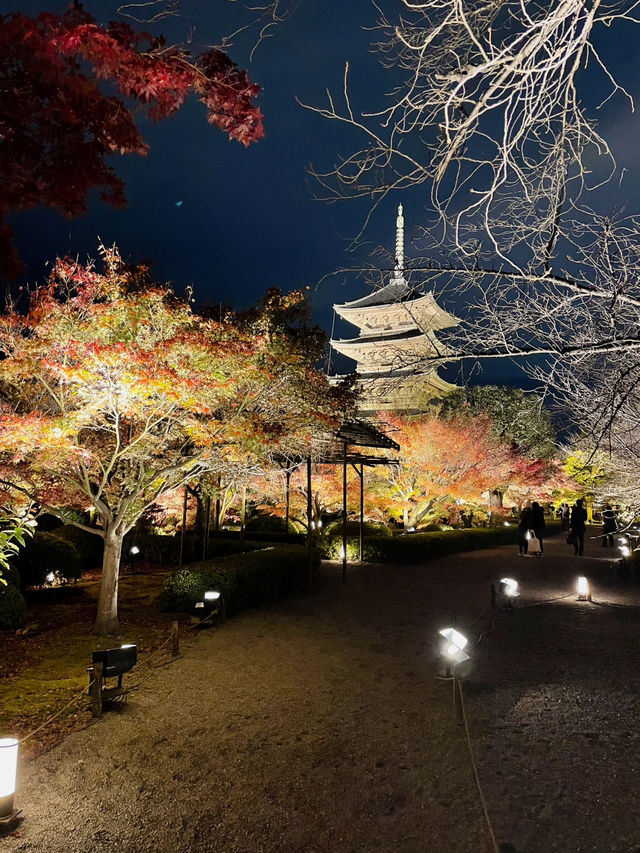 【京都東寺】境内の紅葉ライトアップ🍁と夜間特別公開