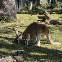 Beautiful Animals in Taronga Zoo!
