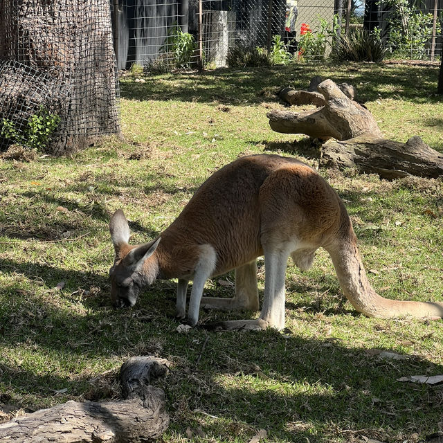 Beautiful Animals in Taronga Zoo!