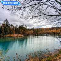 美瑛白金青池，秋天金黃碧青的蕭瑟之景