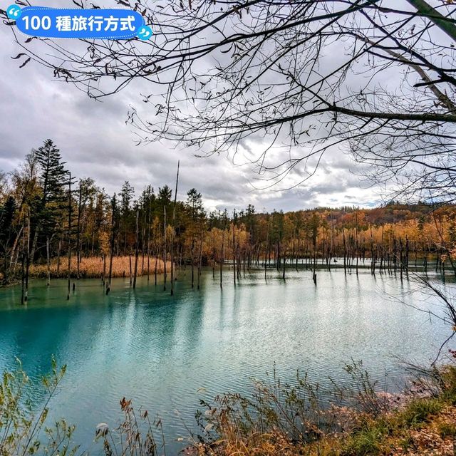 美瑛白金青池，秋天金黃碧青的蕭瑟之景