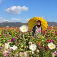 [강원도] 고석정 꽃밭에서 꽃향 가득🌸