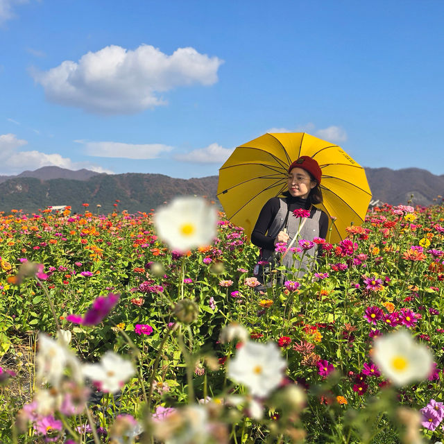 [강원도] 고석정 꽃밭에서 꽃향 가득🌸