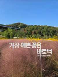 노랑 핑크물결이 가을가을한 기장 광산마을🩷