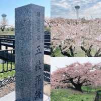 北海道賞櫻花好去處