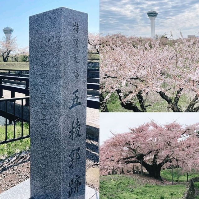 北海道賞櫻花好去處