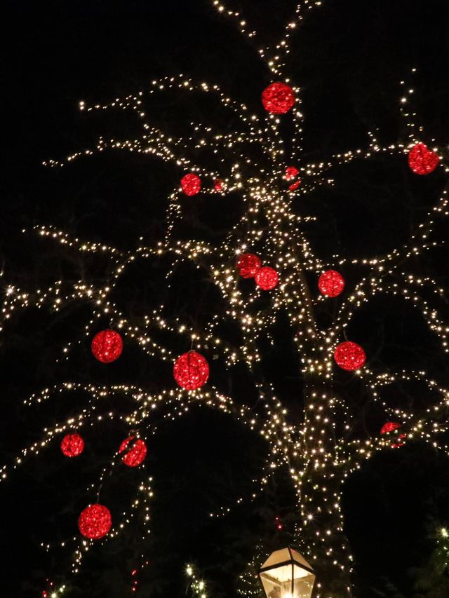 【バンクーバー🇨🇦】クリスマスイルミネーションを楽しもう🎅