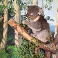 Love this place, Maru Koala and Animal Park in Melbourne, they are all adorable 🥰❤️