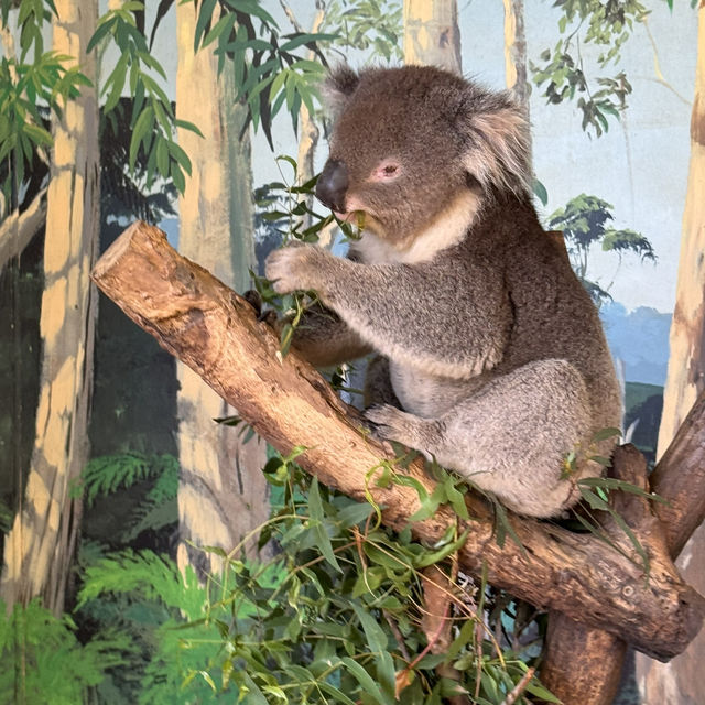 Love this place, Maru Koala and Animal Park in Melbourne, they are all adorable 🥰❤️