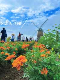 【千葉】童話の世界に飛び込んだよう🫧ひまわり畑