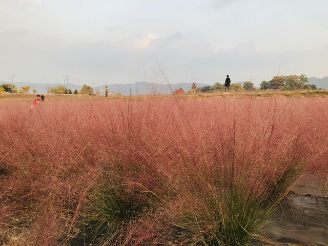 🇰🇷首爾近郊- 粉紅芒草和波波草💗🌳