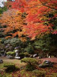 【ここ行って】めちゃ穴場の予約制紅葉スポット🍁庭園の風景が美しい✨