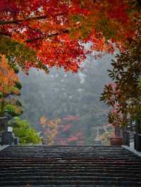 【紅葉特集】ビー玉の手水が映え📸神秘的な雰囲気を醸し出す紅葉スポットを紹介🔍駐車場攻略付🅿️