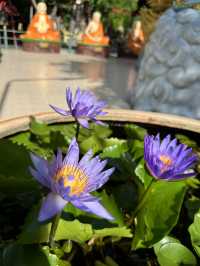 Wat Muang: Home to Thailand’s Largest Buddha and More